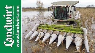 Maisernte im Schlamm mit Claas Lexion 760 Terra Trac | landwirt.com