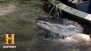 Swamp People: Sniping Big Gators with the Landrys (Season 8) | History