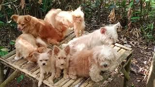 MY QMOUNTAINSPUPPIES FAMILY CATARMAN CAMIGUIN #mountains #pets #dogs #bestfriend