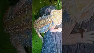 hand feeding a Bearded Dragon