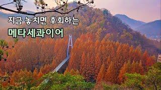 30대 여자 백수 여행 / 대전 장태산 자연휴양림, 논산 온빛자연휴양림