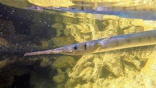 Two Monster Garfish on shore jigging! Feat: ZENAQ Accura 100H