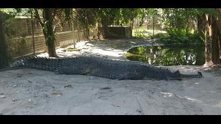 Bhutan, Crocodiles Project, phuntsholing - Thimphu Highway, jaigaon Bhutan Boarder.