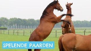 Paarden die in de wei spelen