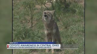 The truth about coyotes in central Ohio