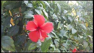 Natureza em Movimento e a Dança do Beija-Flor no Hibisco