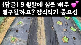 (답글) 배추 9월말에 심은 것 결구될까요?  정식적기 중요성