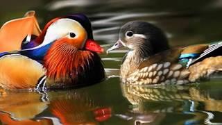 Top 10 most Beautiful birds in the Earth , 世界上最美丽的10 种鸟