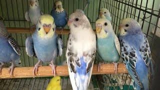 Chim Yến Phụng Hót gọi nhau tuyệt hay. Budgies parrot singing