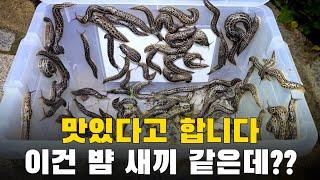 뱀 새끼 같은데?? 오징어맛 난다고 합니다