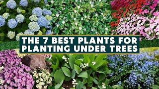 7 Best Plants for Planting Under Trees 