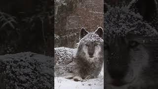 La melodía del Lobo, hermoso lobo aullando.