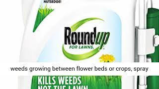 Spectracide vs Roundup: Which Brand Works Better?