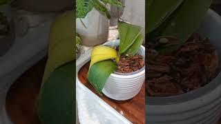 How to save a sick orchid! video up on my channel️ #orchids #howto #subscribe #houseplants #blooms