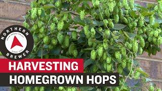 How to Harvest Homegrown Hops