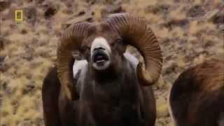 Wild Russia Siberia National Geographic & Discovery HD Channel Official   YouTube 2