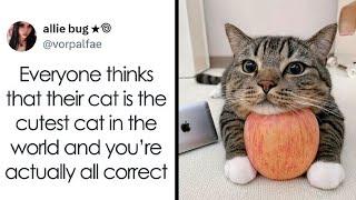 Hilarious And Adorable Cat Memes That Prove Why The Internet Loves Them So Much  || Funny Daily