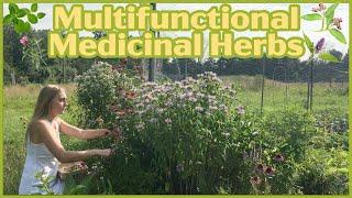 5 Multifunctional Medicinal Herbs that pollinators love!