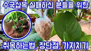 수국 번식의 끝판왕!! 수국 취목하는법!! 수국 삽목이 어려우시다면 취목을 해보세요. 수국취목 장단점. 가지치기!!