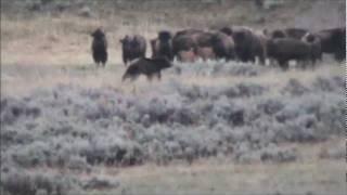 Yellowstone Grizzly and Bison