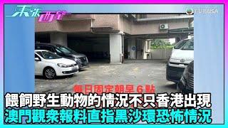 東張西望｜澳門車主因停泊處上方疑似有人餵雀，而致車身滿佈麵包屑｜TVBUSA｜民生