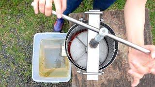 Squeezing remaining honey in combs.  Apis cerana japonica