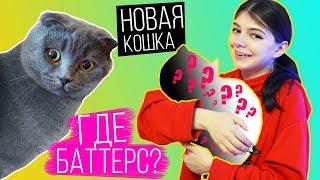 ВЗЯЛИ НОВОГО КОТЕНКА? | БАТТЕРС ВЕРНУЛАСЬ?