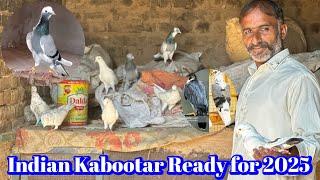 High Quality Pigeon 2025 || Chatri Wale Kabootar 