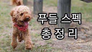 반려견 푸들 종류 76초면 파악 끝!