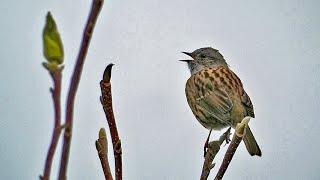 A Dunnock Singing and Early Spring Flowers