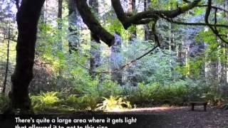 An Insider’s Guide to Grizzly Creek Redwoods State Park