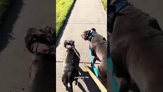 Early Morning walks with my XL & Pocket American Bully