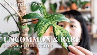 Rare Plant Collection l Uncommon NYC Plant Tour 2021