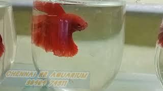 Beautiful Betta Collection | BBC | Chennai RR Aquarium