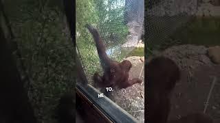 The smartest orangutan ever 