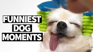 Ultimate Funny Dog Video Compilation 2019 | Best Dog Videos