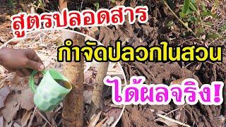 สูตรกำจัดปลวกในสวน แบบปลอดสารทำเองง่ายๆ ได้ผลจริง