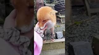 The fox gave her child to a human #shorts #animal #fox #rescue #pets