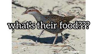 buff-banded rail food / tikling food