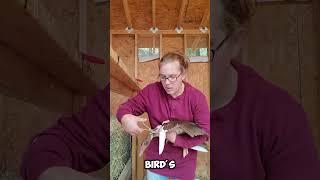 Why are these people clipping birds' wings? 