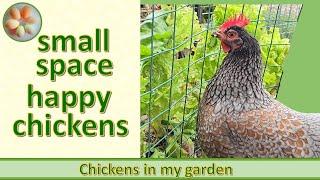 You can't free range chickens in a small area. But you can do this!