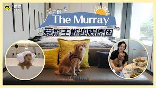 【寵物Staycation】三個The Murray受寵主歡迎嘅原因｜毛城城MoCity