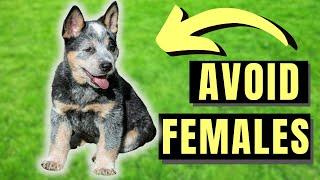 7 Reasons You SHOULD NOT Get A Female Blue Heeler