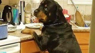 FUNNIEST Rottweiler Dogs On The Planet are Here!