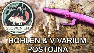 Höhlen von Postojna - Vivarium unter der Erde - Zoowelt Slowenien