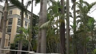大王椰子 黃椰子  北一女校園植物 北一女椰林小道