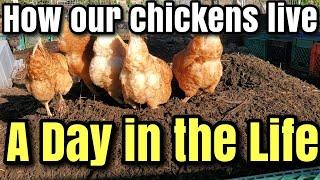 HOW our CHICKENS LIVE their LIFE in a chicken COMPOSTING YARD  #permaculture #chickens #compost 