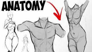 How I Draw Basic Anatomy