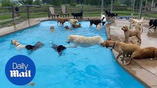 Thirty-nine dogs jump into a pool at Michigan doggy day care, cuteness ensues