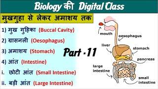 11.Digestion System |Intestine|Stomach|Buccal CAvity |Biology by Nitin Sir Study 91